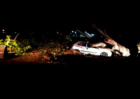 Com temporal, árvore cai e destrói carro em Três Lagoas