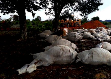 De cortar o coração: raio mata 50 cabeças de gado em MT; veja vídeo