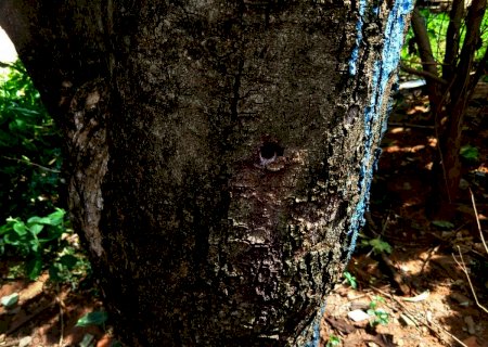 Mulher é multada por envenenar árvore em frente de casa