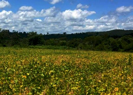 Pecuarista de 78 anos é autuada em R$ 18 mil por desmatamento