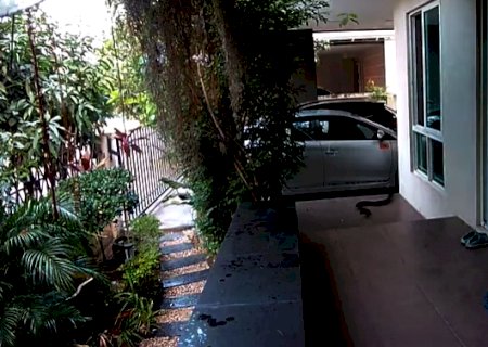 Cobra invade casa, põe morador para correr e quase ataca gato; vídeo
