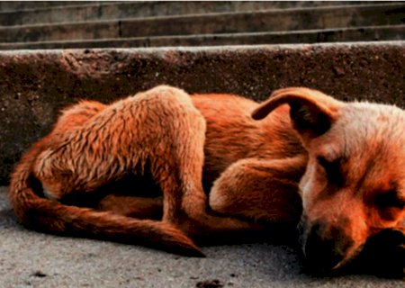 Itaporã: moradores do distrito de Carumbé reclamam de maus tratos aos animais e abandono