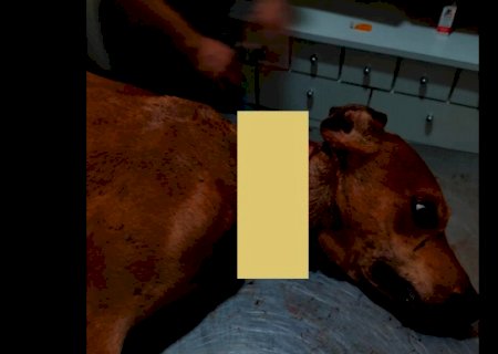 Cachorro cai em armadilha para capivaras e tem pescoço cortado em Rio Brilhante