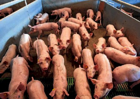 Após casos de peste suína africana, Brasil adota nova medida para evitar a introdução do vírus no país