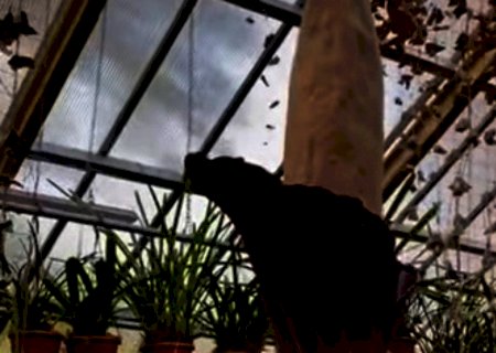 Raríssima&nbsp;'planta pênis' de 2 metros de altura floresce na Holanda