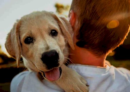 Cães reconhecem emoções dos donos, mostra estudo da USP