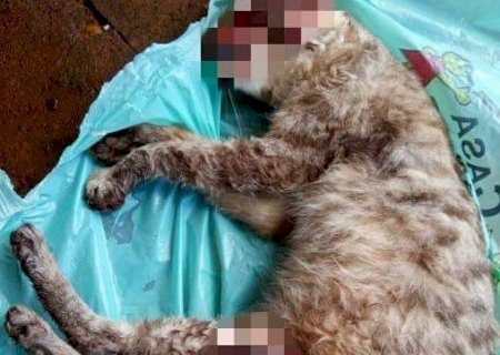 Gata é torturada até a morte em Dourados