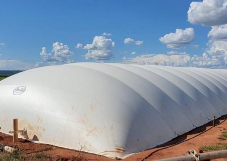 Granjas sustentáveis de MS transformam dejetos de suínos em energia que daria para iluminar cidade de 5,5 mil habitantes