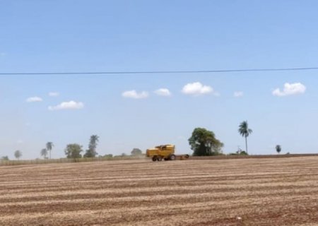 Seca histórica quebra 50% da safra de soja em Dourados e região; prejuízo de R$ 1,1 bi