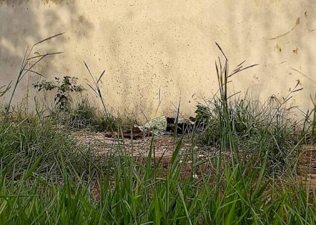 Facadas, tiro na cabe&ccedil;a e pauladas: domingo &eacute; marcado por 2 assassinatos brutais