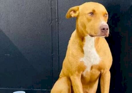 Cachorro consegue lar ap&oacute;s uma semana na porta da cadeia