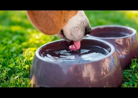 Calor e tempo seco também requer cuidados extras com os animais domésticos