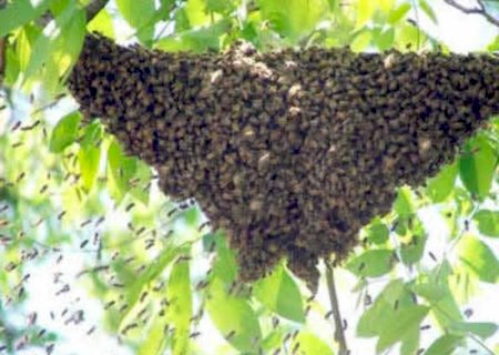 Trabalhador morre após ser atacado por abelhas em fazenda de MS