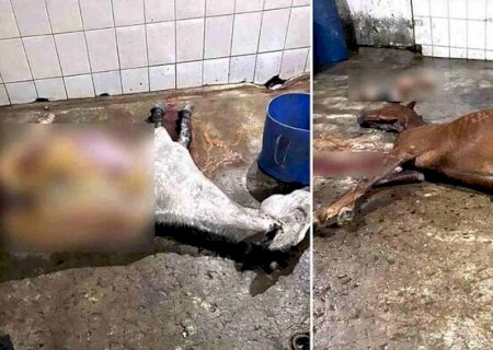 Polícia encontra abatedouro que vendia carne de cavalo como sendo de boi em MG