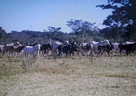 Homem é multado em R$ 35 mil por deixar gado degradando área ambiental em Rio Brilhante