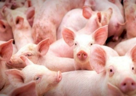 A Suinocultura em Mato Grosso do Sul também se beneficiará com o status de área livre de aftosa