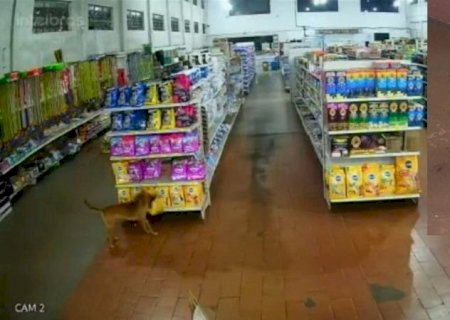 VÍDEO: Cachorro 'Tibério' viralizou após furtar saco de ração em supermercado de MS