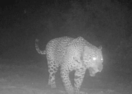 Pela 1ª vez, onça-pintada com monitoramento posa para foto
