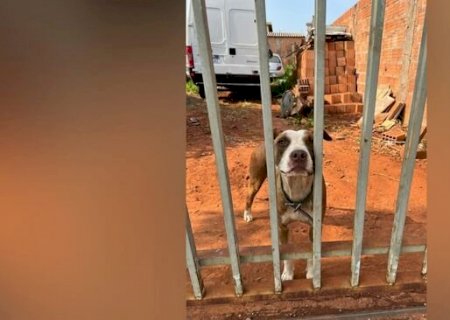 Pitbull que se alimentava de cachorro morto é resgatado em residência de Campo Grande
