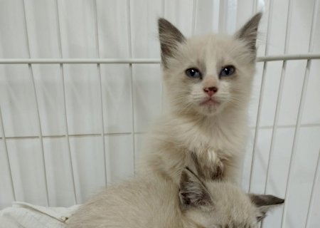 Doa-se em Itaporã casal de gato