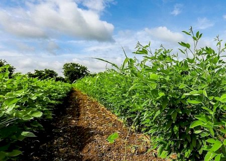 Notícia do campo: Adubo verde oferece ‘combo’ de benefícios que melhoram a produtividade