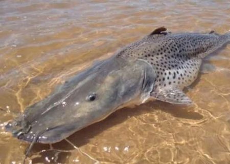 Proibi&ccedil;&atilde;o da pesca do pintado &eacute; adiada em Mato Grosso do Sul