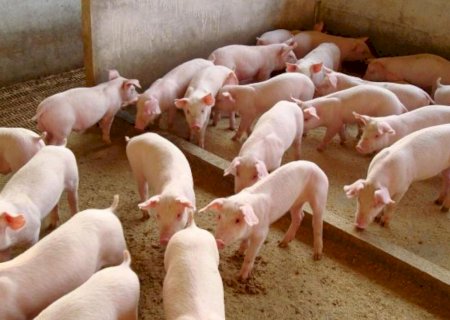 Exportações de carne suína brasileira crescem 17,8% em novembro