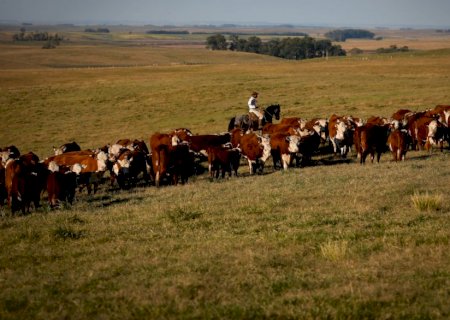 Vacinação contra febre aftosa é prorrogada até 17 de dezembro