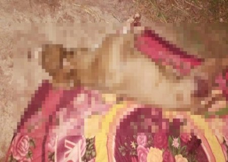 Cachorro da raça pitbull morre enforcado após queima de fogos em Itaporã
