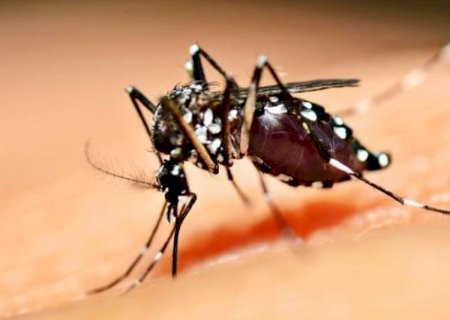 Para evitar aumento dos casos de dengue o foco é reforçar prevenção