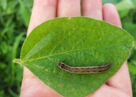 Ferramenta inédita monitora a incidência das lagartas na safra de soja