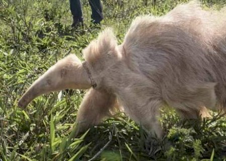 &Uacute;nico no mundo, tamandu&aacute; albino j&aacute; engordou sete quilos