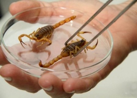 Ataques de escorpiões em 2022 passaram dos 3 mil em todo Estado