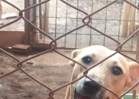 Urgente: A Associação dos Direitos e Defesa dos Animais de Itaporã precisa muito da sua ajuda! (Fotos)