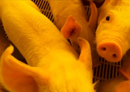 Suinocultura: setor segue em alerta com custos de produção em 2023