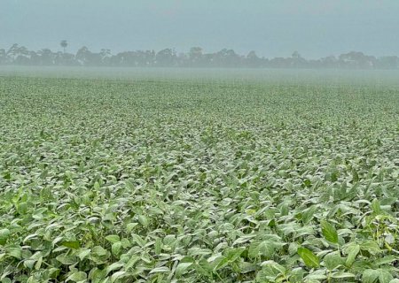 Chuva traz alívio para produtores e aposta é de superprodução de soja