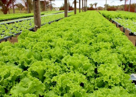 Comunidade Quilombola em Maracaju investe no empreendedorismo e prospera com produtos da terra