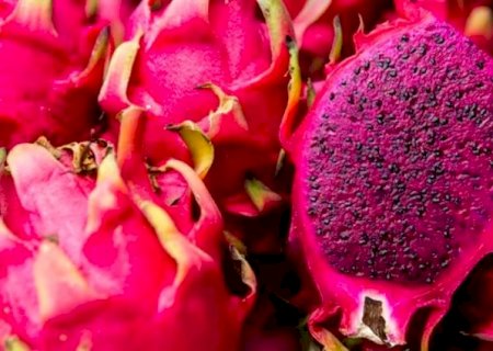 Pesquisa estuda melhor forma para cultivo da pitaia em Mato Grosso do Sul
