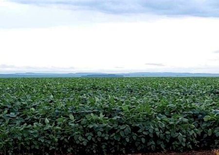 Monitoramento por sat&eacute;lite confirma produtividade recorde da soja em MS