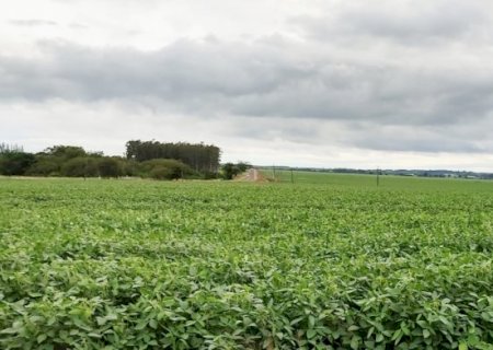 Técnicos de campo apuram as condições das lavouras de soja em MS