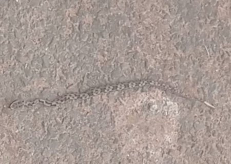 Filhote de serpente peçonhenta é capturada em residência