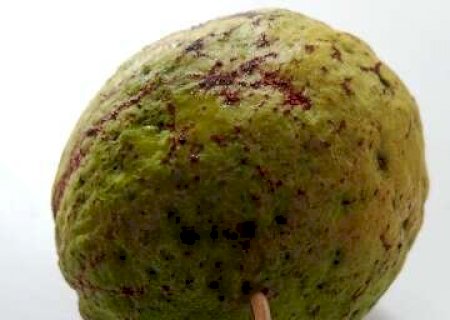 Pesquisador de MS busca erradicar pragas de goiabeiras com fungos modificados