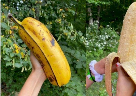 Já viu? Banana gigante pode ser consumida naturalmente