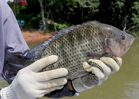 Sindicato Rural abre inscrições para cursos em piscicultura, gestão financeira e remédios caseiros
