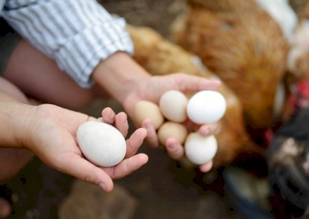 Consumo interno e tecnificação alavancam produção de aves e ovos em MS