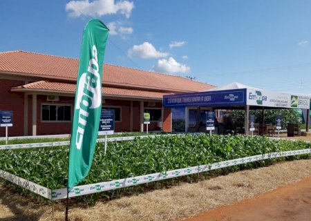 Embrapa lança três cultivares de soja na Tecnoshow Comigo
