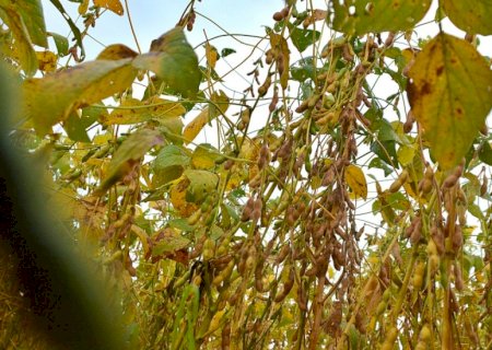 Chuvas em excesso atrasam colheita de 1,8 milhão de hectares de soja em MS