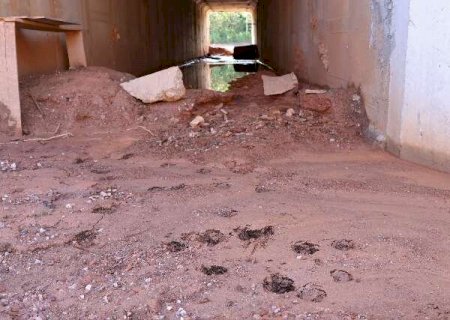 Projeto pioneiro em MS abre passagens subterr&acirc;neas para animais na MS-345