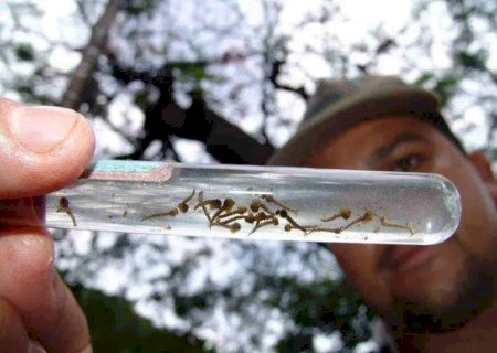 Com 20 mil doentes em 3 meses, dengue avança e apenas duas cidades não têm casos em MS