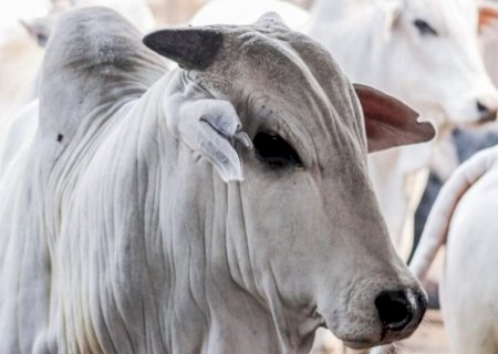 Dourados inicia a semana sem variações nos preços do agro